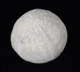 Galerites vulgaris (LESKE 1776) - Bild © FossNet FossilienStore